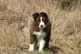 BORDER COLLIE 1550